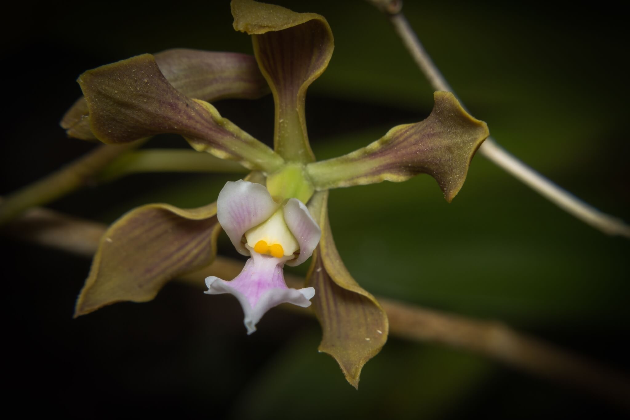 Encyclia selligera